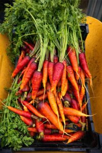 camping-a-la-ferme-la-folie-glamping-lagnes-gorde-213bfd96-8cae-4ac5-a87c-33a2414a6823